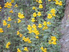 Erythranthe glaucescens