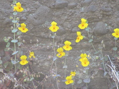 Erythranthe glaucescens