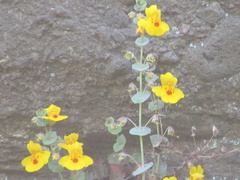 Erythranthe glaucescens