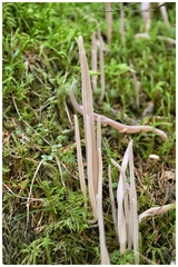 Alloclavaria