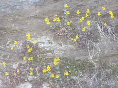 Erythranthe glaucescens