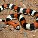 Ringed Hognose Snake - Photo (c) Alfredo Sabaliauskas, some rights reserved (CC BY-NC), uploaded by Alfredo Sabaliauskas