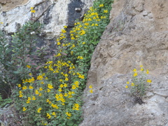 Erythranthe glaucescens