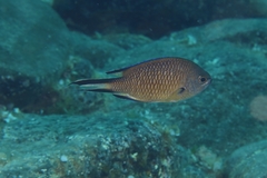 Chromis limbata