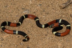 Micrurus pyrrhocryptus