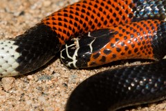 Micrurus pyrrhocryptus