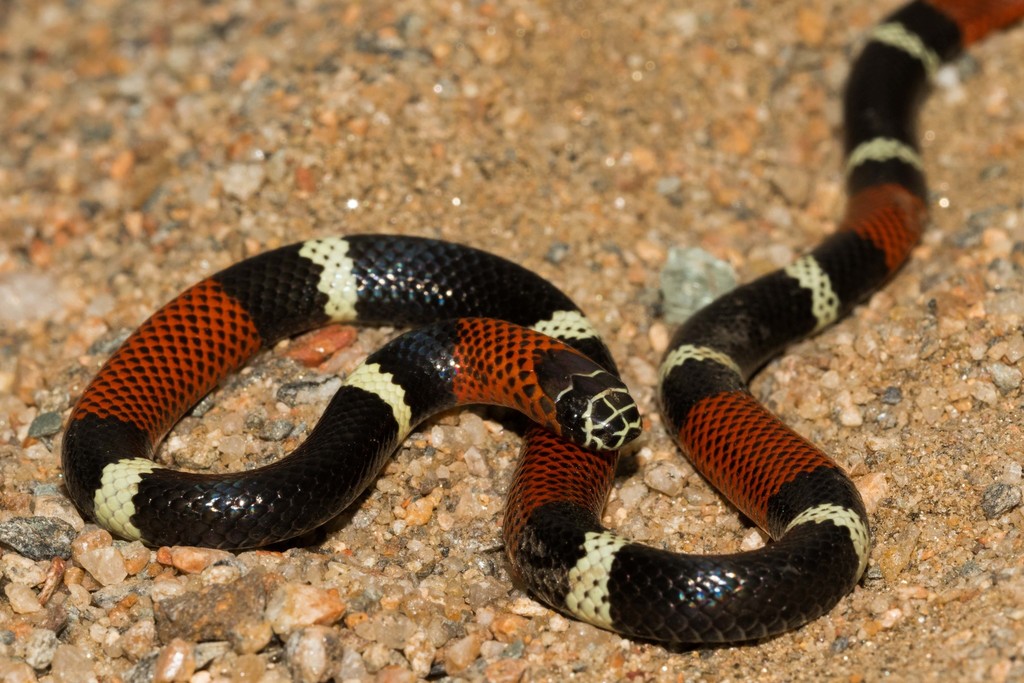 Argentinian Coral Snake
