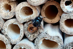 Osmia cornuta