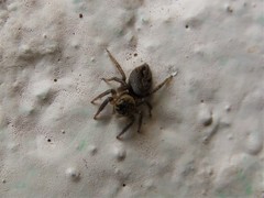 Hasarius adansoni