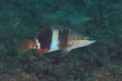 Serranus papilionaceus