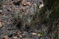 Protea scorzonerifolia