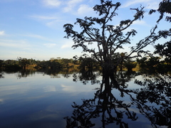 Macrolobium acaciifolium