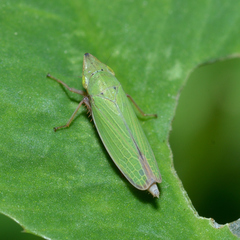 Draeculacephala balli