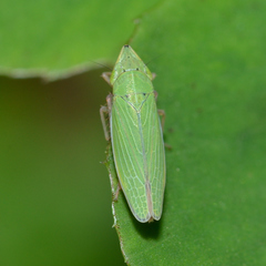Draeculacephala balli