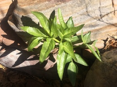 Angelica scabrida