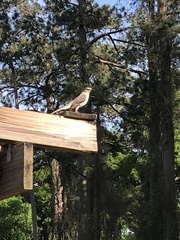 Mimus polyglottos image