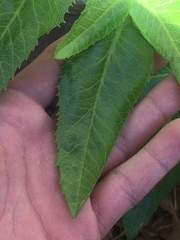 Angelica scabrida