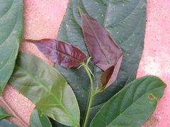 Lecythidaceae