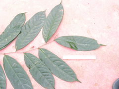 Lecythidaceae
