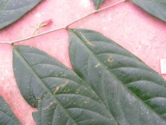 Lecythidaceae