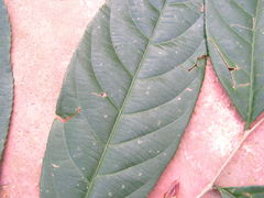 Lecythidaceae