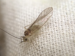 Stenopsocus immaculatus