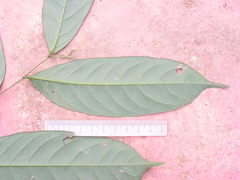 Lecythidaceae