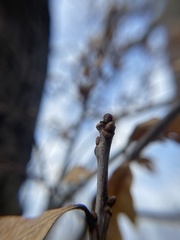 Neuroterus vesicula