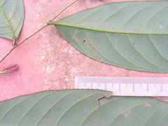 Lecythidaceae
