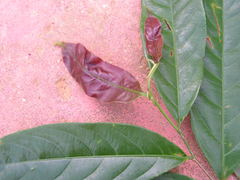 Lecythidaceae