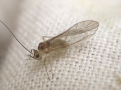 Stenopsocus immaculatus