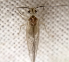 Stenopsocus immaculatus