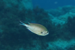 Chromis limbata