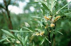 Salix eleagnos