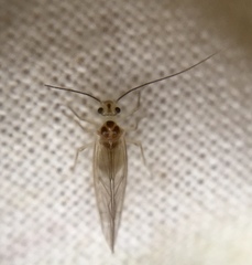 Stenopsocus immaculatus