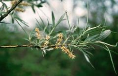 Salix eleagnos