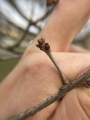 Neuroterus vesicula