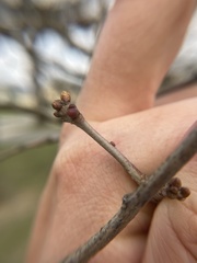 Neuroterus vesicula