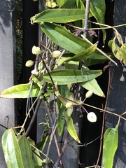 Clematis armandii
