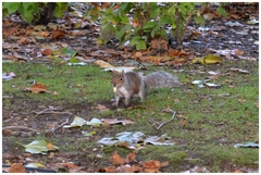 Sciurus carolinensis