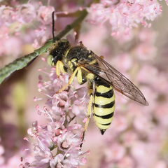 Aphilanthops hispidus