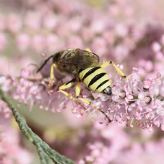 Aphilanthops hispidus