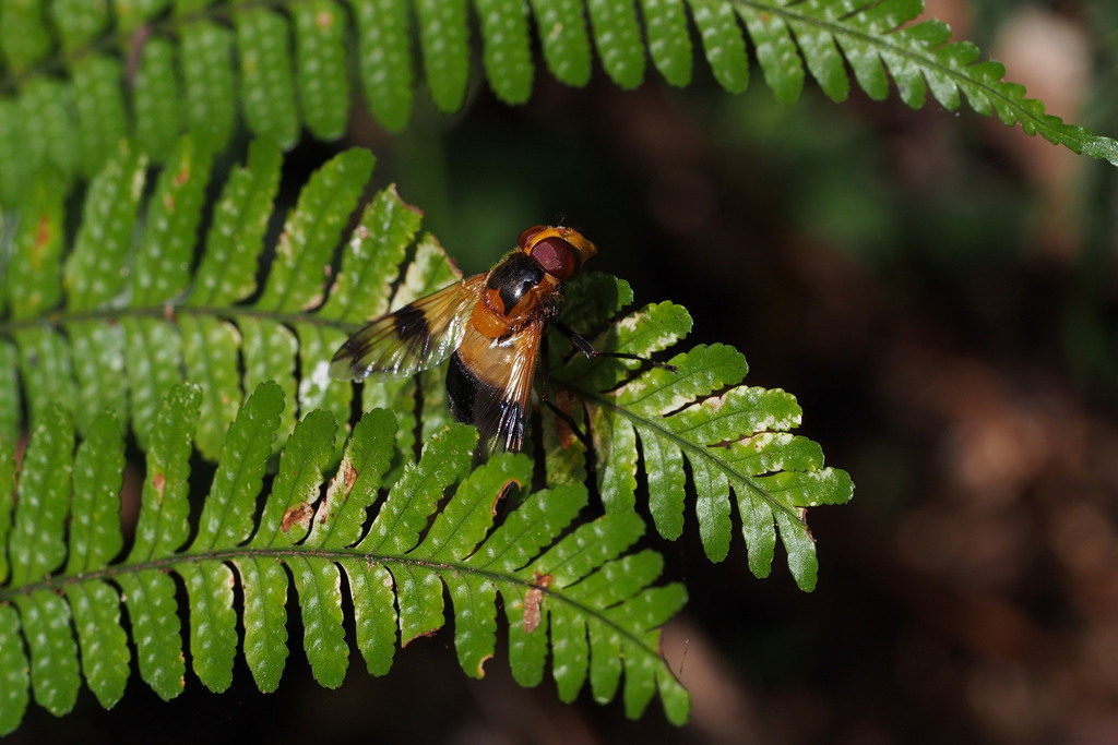 Volucella tabanoides
