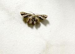 Phazaca kosemponicola