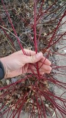 Cornus alba baileyi