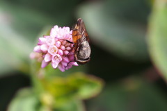 Stomorhina obsoleta