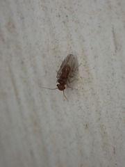 Ectopsocidae