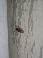 Ectopsocidae