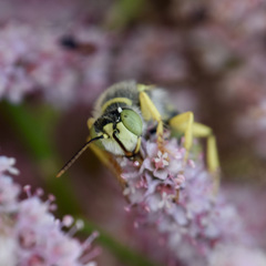 Aphilanthops hispidus