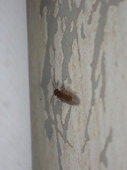 Ectopsocidae